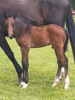 Hengstenveulen springgefokt, Animaux & Accessoires, Chevaux