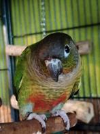 Conure ( kleine papegaai ) te koop samen met kooi, Papegaai, Mannelijk