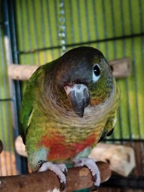 Conure ( kleine papegaai ) te koop samen met kooi, Dieren en Toebehoren, Vogels | Parkieten en Papegaaien, Papegaai, Mannelijk