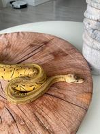 0.1 Lemonblast het Clown Python Regius.  10‘23, Serpent, Domestique, 0 à 2 ans