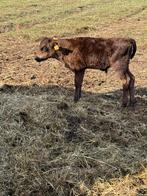 Wagyu, Dieren en Toebehoren, Schapen, Geiten en Varkens