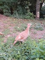Kuikens van Rode Ardenner kalkoen raszuiver, Dieren en Toebehoren, Kalkoen