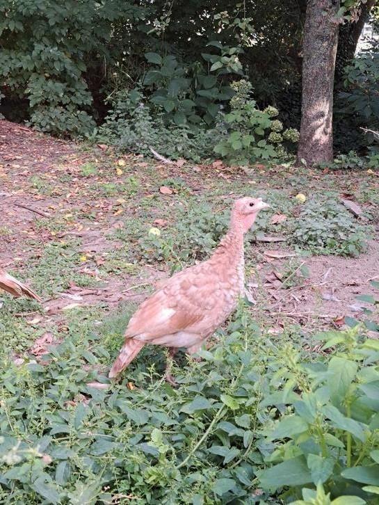 Kuikens van Rode Ardenner kalkoen raszuiver, Dieren en Toebehoren, Pluimvee, Kalkoen