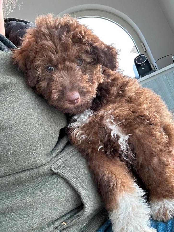 Aussiedoodle- australian doodle, Dieren en Toebehoren, Honden | Chihuahua's en Gezelschapshonden, Teef, Poedel, Fokker | Professioneel