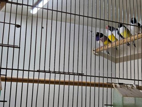 te koop Gouldamadine, Dieren en Toebehoren, Vogels | Overige Vogels, Tropenvogel