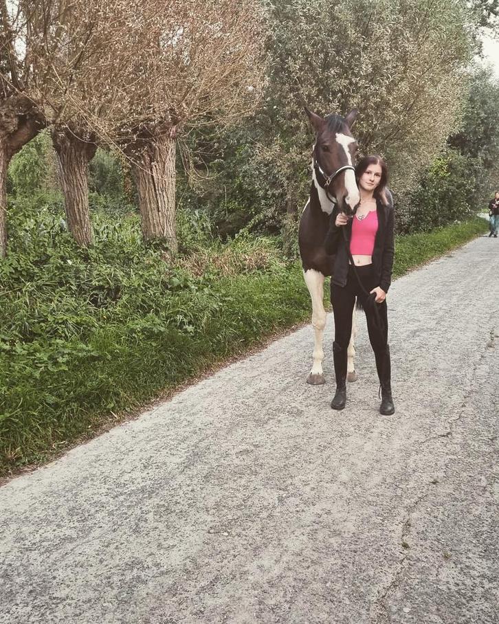 Halve stal paardje gezocht., Contacten en Berichten, Sport en Hobby oproepen