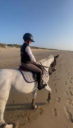 Bwp merrie, Dieren en Toebehoren, Merrie, Springpaard, Gechipt, Niet van toepassing