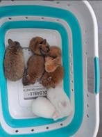 Dwergkonijn te koop, Dieren en Toebehoren, Meerdere dieren, Dwerg, 0 tot 2 jaar