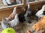 Brahma verschillende kleuren, Dieren en Toebehoren