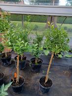 Citrus myrtifolia 'chinotto', Ophalen, In pot