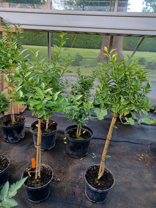 Citrus myrtifolia 'chinotto', Tuin en Terras, Planten | Bomen, In pot, Ophalen