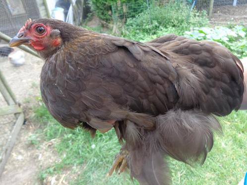 Cochin Kriel Hennetje, Dieren en Toebehoren, Pluimvee, Kip, Vrouwelijk