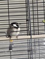 Bulbul, Dieren en Toebehoren