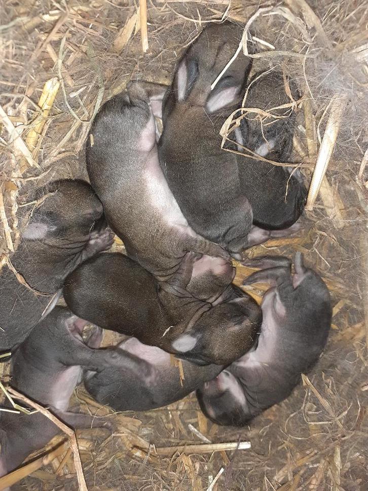 steenkonijnen, Dieren en Toebehoren, Konijnen, Middelgroot, Meerdere dieren