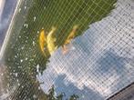 Koi en koikarpels noeten weg wegens verhuis een 7 tal vissen, Dieren en Toebehoren