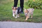 Kruising Herder pupjes, Dieren en Toebehoren, België, CDV (hondenziekte), 8 tot 15 weken, Groot