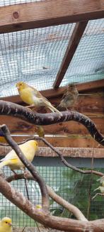 Jonge kanaries uit buitenvolière, Dieren en Toebehoren, Vogels | Kanaries