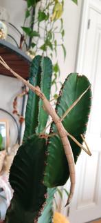 Wandelende takken Phasmotaenia lanyuhensis, Dieren en Toebehoren, Insecten en Spinnen, Wandelende tak