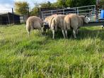 Lammeren - schapen - ooien - rammen, Dieren en Toebehoren, Schaap, 0 tot 2 jaar