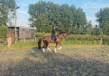 Dressuur dekhengst BWP-certified beschikbaar voor biedingen