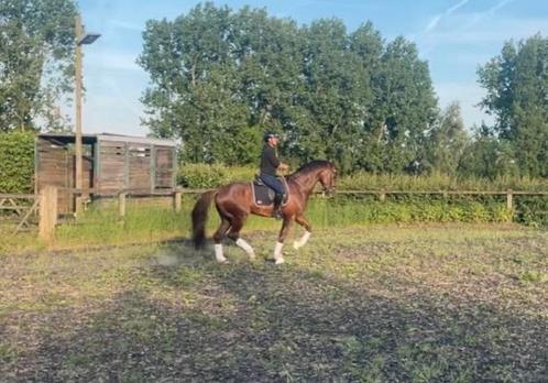 Dressuur dekhengst BWP-certified, Dieren en Toebehoren, Paarden, Hengst, M