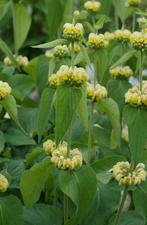 Phlomis russeliana - brandkruid, Zomer, Vaste plant, Ophalen of Verzenden