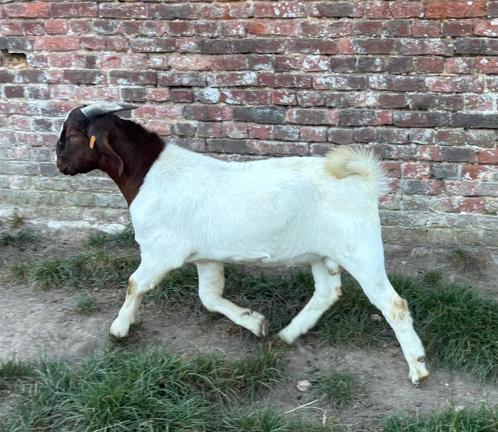 boerbok lam, Dieren en Toebehoren, Schapen, Geiten en Varkens, Geit, Mannelijk, 0 tot 2 jaar