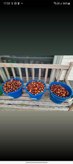 Verse Kastanjes, Ophalen