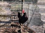 Ancona kriel kippen - legkippen, Dieren en Toebehoren