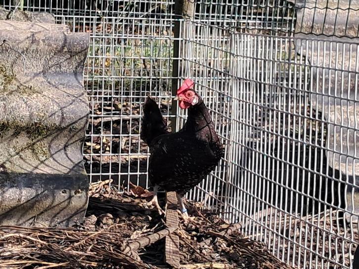 Ancona kriel kippen - legkippen, Dieren en Toebehoren, Pluimvee