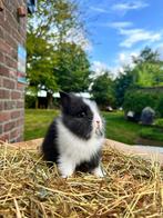 Babydwergkonijnen ( blijven klein ), Dieren en Toebehoren, Klein