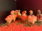Leghorn kuikens, Dieren en Toebehoren, Pluimvee, Geslacht onbekend, Kip