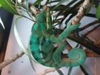 Panter kameleon nosy be, Dieren en Toebehoren, Reptielen en Amfibieën