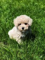 Maltipoo pups met liefde gefokt bij ons=100% Belgisch!!, België, CDV (hondenziekte), 8 tot 15 weken, Meerdere