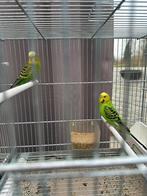 Grasparkieten koppel pop met man, Meerdere dieren, Parkiet