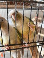 2 Conure molinae , frère et sœur