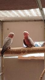 Rose kaketoe, Meerdere dieren, Papegaai, Geringd