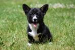 Welsh Corgi Cardigan pups te koop - Ouders aanwezig, Dieren en Toebehoren, België, CDV (hondenziekte), 8 tot 15 weken, Meerdere