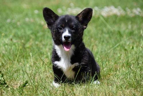 Welsh Corgi Cardigan pups te koop - Ouders aanwezig, Dieren en Toebehoren, Honden | Herdershonden en Veedrijvers, Meerdere dieren