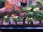 Plante aquarium, Dieren en Toebehoren, Ophalen, Zo goed als nieuw