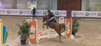 Knappe merrie van 5 jaar en 1,60 ong, Merrie