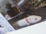 Axolotl, Dieren en Toebehoren