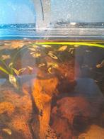 Endler Guppen (Santa Maria), Vis, Zoetwatervis, Schoolvis