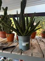 Sanseveria, Ophalen