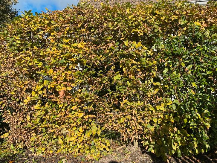 Beukenhaag en enkele blauwe regen, Tuin en Terras, Planten | Tuinplanten, Vaste plant, Zomer, Ophalen
