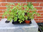 Tomaten en Hibiscus plantjes, Tuin en Terras, Ophalen