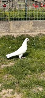Takla pigeons, Dieren en Toebehoren, Vogels | Duiven