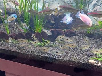 Jonge gele moga cichlide - Hypsophrys nicaraguensis beschikbaar voor biedingen