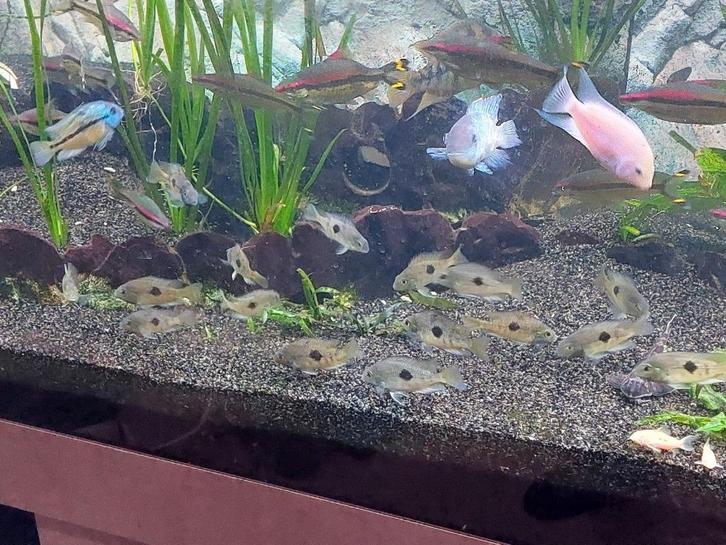 Jonge gele moga cichlide - Hypsophrys nicaraguensis, Dieren en Toebehoren, Vissen | Aquariumvissen, Zoetwatervis, Vis