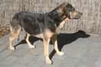 Taxidermie opgezette hond rottweiler, Ophalen of Verzenden, Zo goed als nieuw, Hond of Kat, Opgezet dier